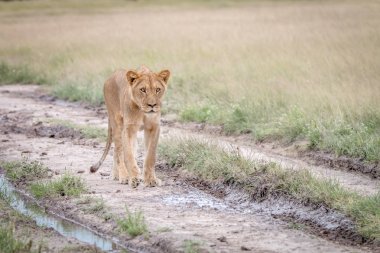 Kalahari kum yürüyüş aslan.