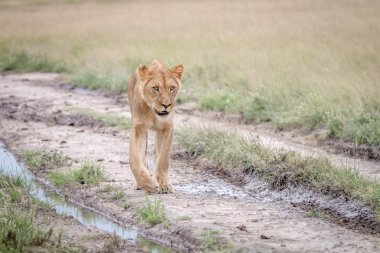 Kalahari kum yürüyüş aslan.