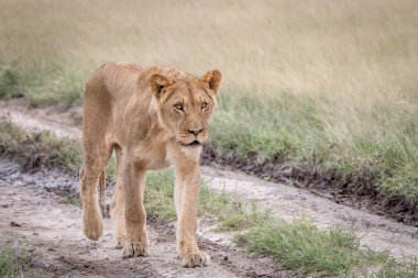 Kalahari kum yürüyüş aslan.