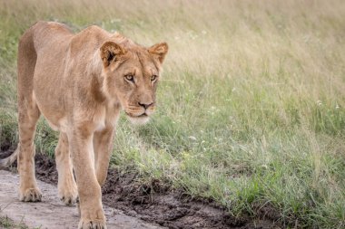 Kalahari kum yürüyüş aslan.
