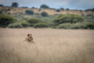 Yüksek otların arasında oturan aslan.