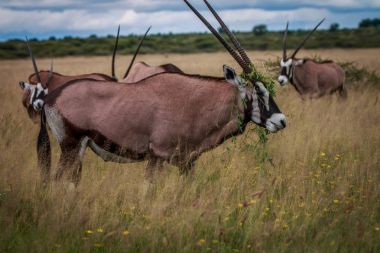 Grup Gemsbok duran yüksek çim.
