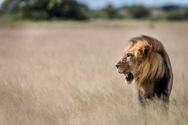 Yan profil büyük erkek aslan çim.