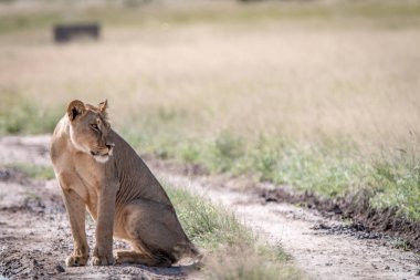 Kalahari kuma oturan aslan.