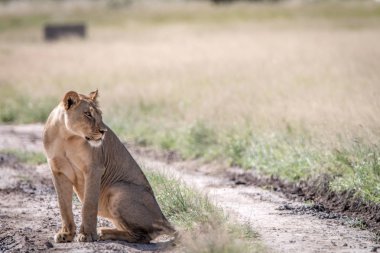 Kalahari kuma oturan aslan.