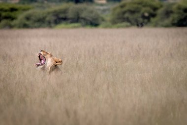 Yüksek otların arasında esneme aslan.