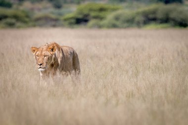 Aslan duran yüksek çim.