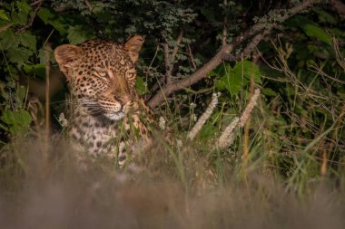Kalahari çalıların arasında saklanıyor leopar.
