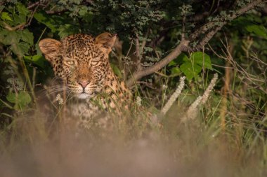 Kalahari çalıların arasında saklanıyor leopar.