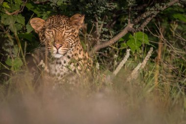 Kalahari çalıların arasında saklanıyor leopar.