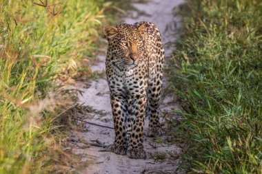 Leopar ayakta Kalahari kum.
