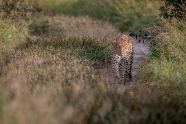 Kameranın doğru yürüyüş leopar.