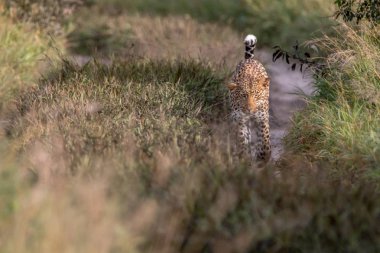 Kameranın doğru yürüyüş leopar.