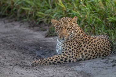 Kalahari kum döşeme leopar.