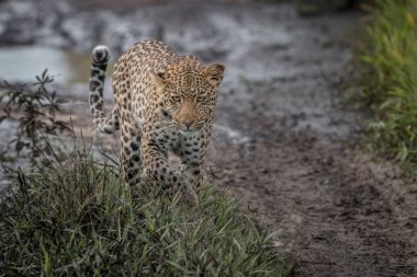 Kameranın doğru yürüyüş leopar.