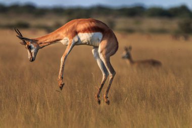 Springbok pronking in the high grass. clipart
