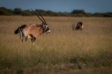 Gemsbok ayakta çim.