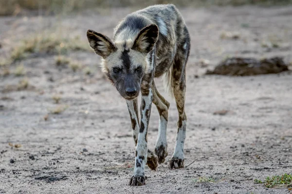 Africano salvaje perro caminando hacia la cámara . — Foto de Stock