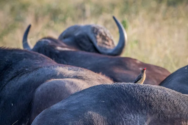 Červená účtoval oxpecker na zadní straně Buffalo. — Stock fotografie