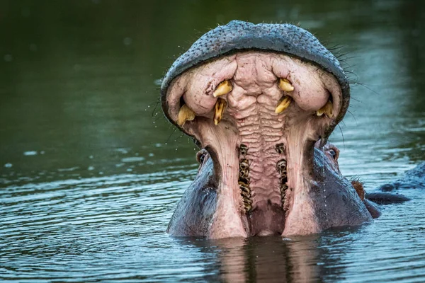 Hippo gäspningar i vattnet i Kruger. — Stockfoto
