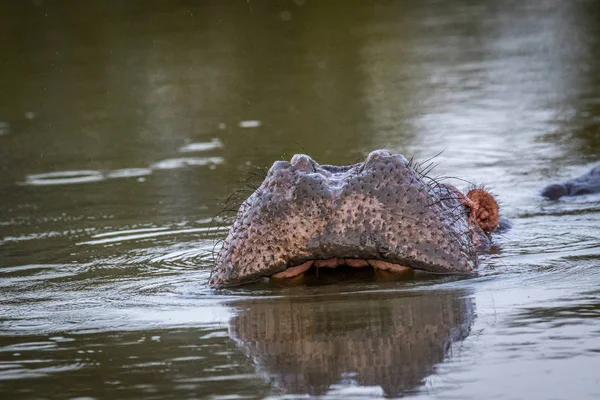 Su aygırı Kruger esnemek hazırlanıyor. — Stok fotoğraf