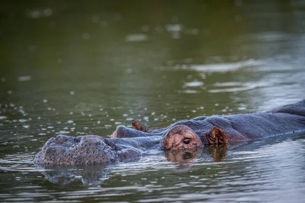 Flusspferdkopf ragt aus dem Wasser. — Stockfoto