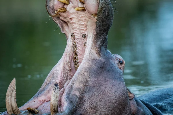 Hippo gäspningar i vattnet i Kruger. — Stockfoto
