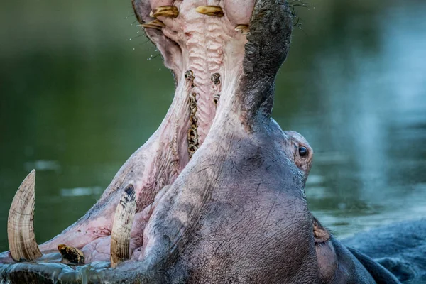 Hippo gäspningar i vattnet i Kruger. — Stockfoto