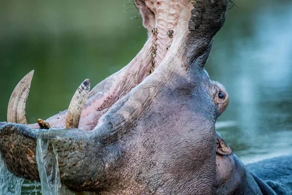 Бегемот позіхаючи у воді в Крюгер. — стокове фото
