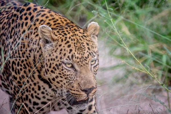 Perfil lateral de um grande leopardo masculino . — Fotografia de Stock