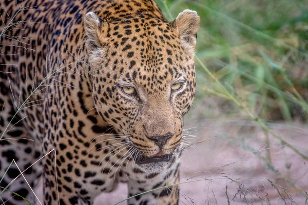 Profiel van de kant van een grote mannelijke luipaard. — Stockfoto