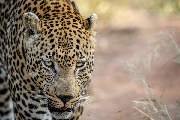 Großaufnahme eines großen männlichen Leopardenkopfes. — Stockfoto