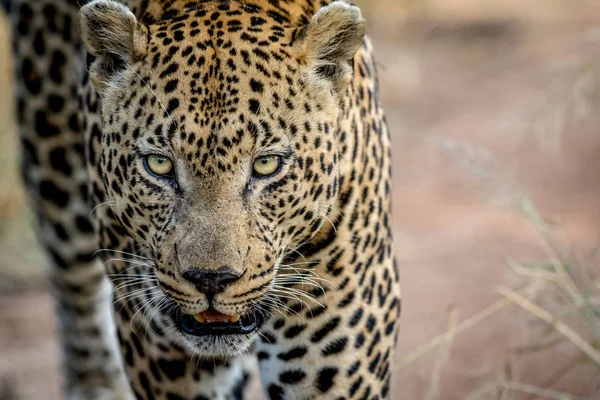 Close up de um grande macho cabeça de leopardo . — Fotografia de Stock