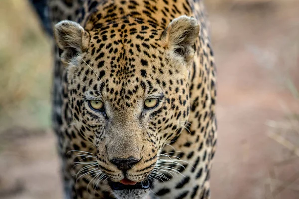 Primer plano de una gran cabeza de leopardo macho . — Foto de Stock