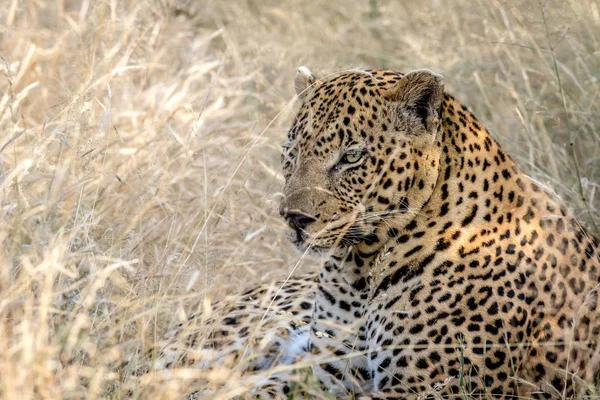 Großer männlicher Leopard liegt im hohen Gras. — Stockfoto