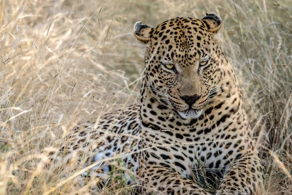 Grote mannelijke luipaard in het hoge gras leggen. — Stockfoto