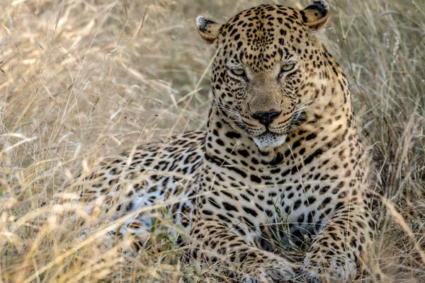 Grande leopardo masculino deitado na grama alta . — Fotografia de Stock