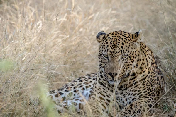 Μεγάλο αρσενικό Leopard ωοτοκίας στην υψηλή χλόη. — Φωτογραφία Αρχείου