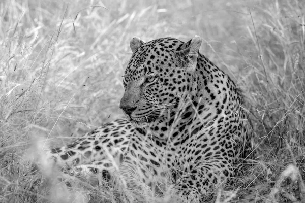 Grande leopardo masculino deitado na grama alta . — Fotografia de Stock