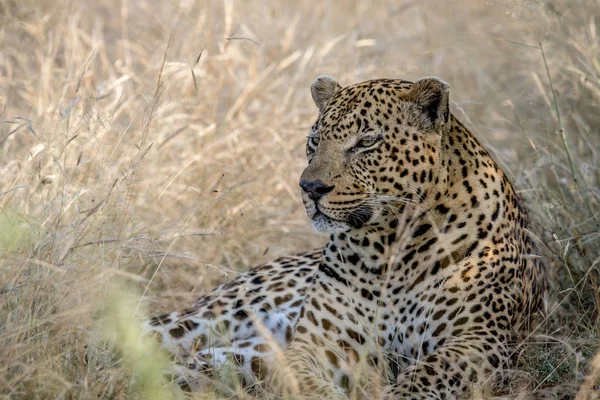 Grande leopardo masculino deitado na grama alta . — Fotografia de Stock