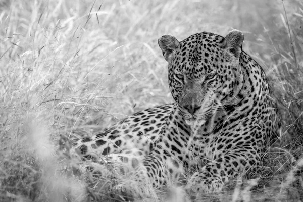 Grande macho leopardo tendido en la hierba alta . — Foto de Stock