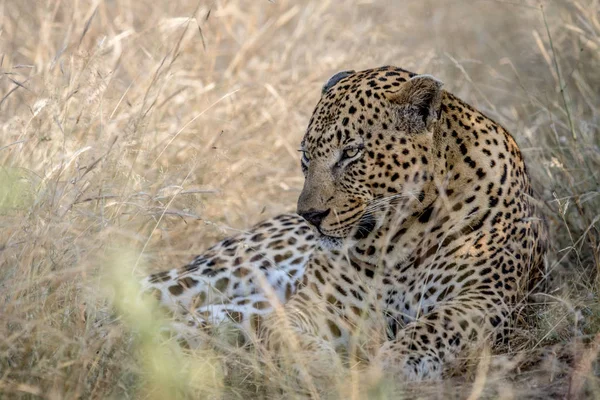 Büyük erkek leopar yüksek çim döşeme. — Stok fotoğraf
