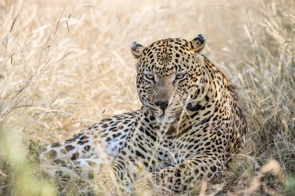 高い草に置く大きな男性ヒョウ. — ストック写真