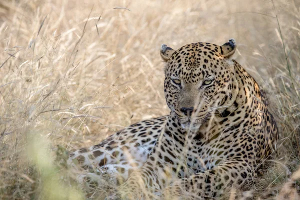 Grande leopardo masculino deitado na grama alta . — Fotografia de Stock