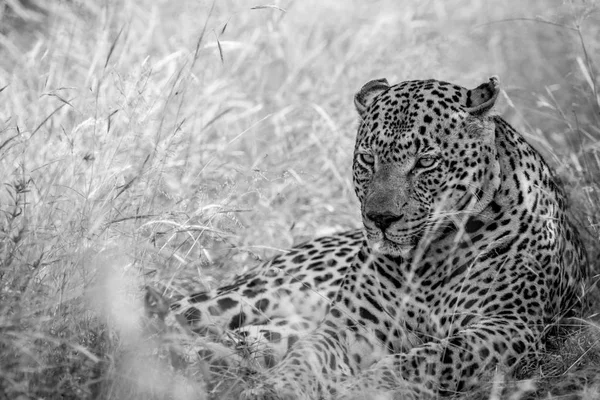 Grande leopardo masculino deitado na grama alta . — Fotografia de Stock