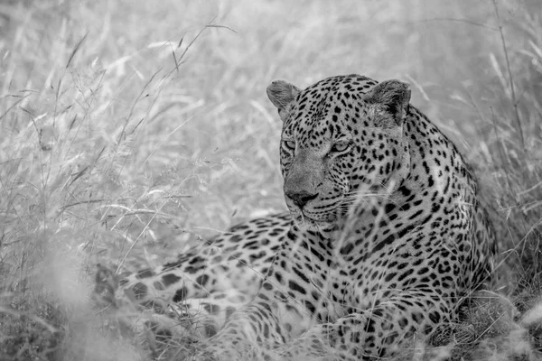 Grande leopardo masculino deitado na grama alta . — Fotografia de Stock