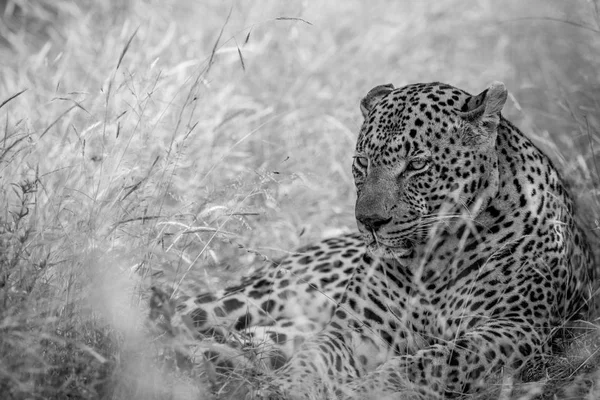 Büyük erkek leopar yüksek çim döşeme. — Stok fotoğraf