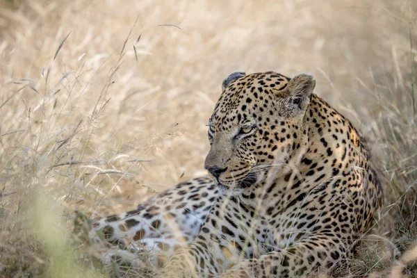 Grande leopardo masculino deitado na grama alta . — Fotografia de Stock