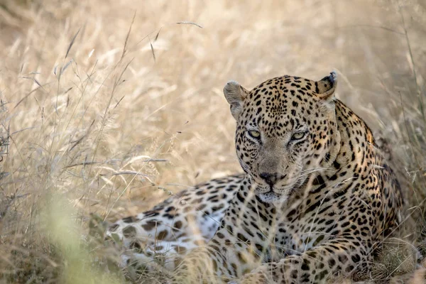 Grande macho leopardo tendido en la hierba alta . — Foto de Stock