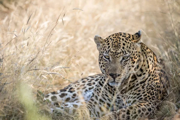 Grande leopardo masculino deitado na grama alta . — Fotografia de Stock